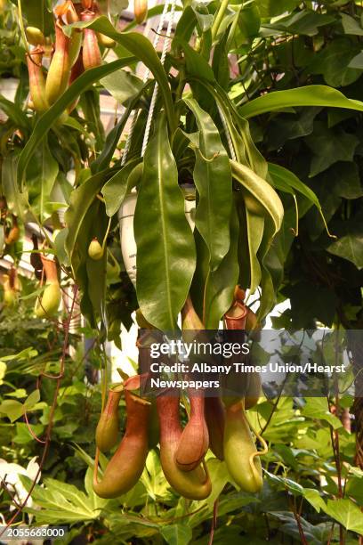 Nepenthes, also known as tropical pitcher plant is a popular house plant at Faddegon's Nursery in Latham, N.Y.