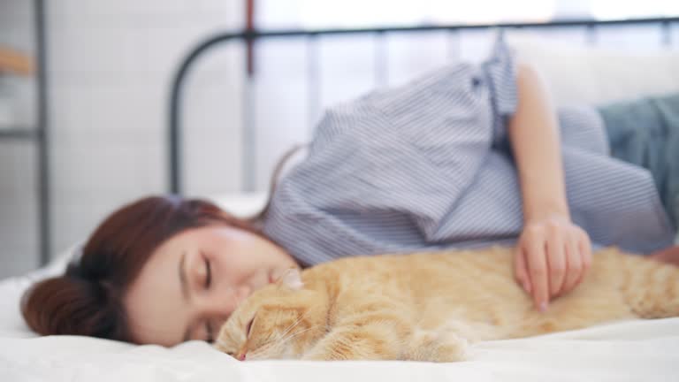 214 Ginger Kitten Sleeping Stock Videos Footage 4K Video Clips 214-ginger-kitten-sleeping-stock-videos-footage-4k-video-clips