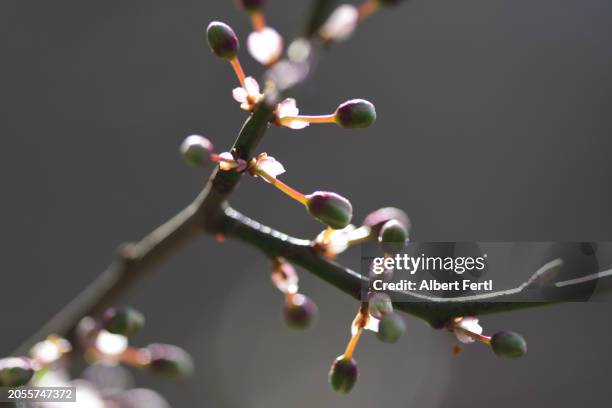 budding branch - obstbaum stock-fotos und bilder
