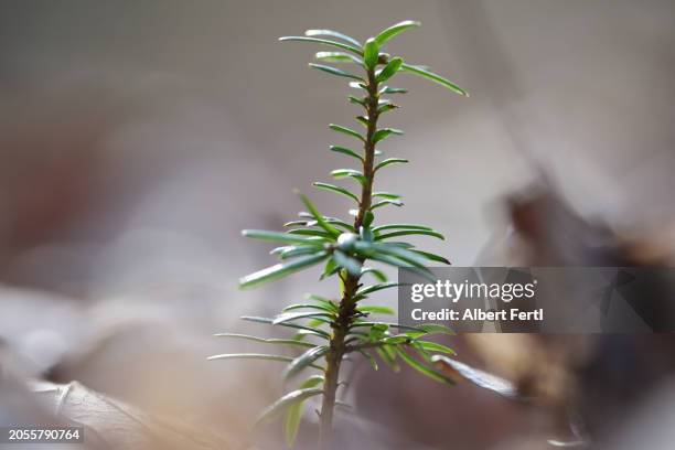 seedling of a yew - yew stock pictures, royalty-free photos & images