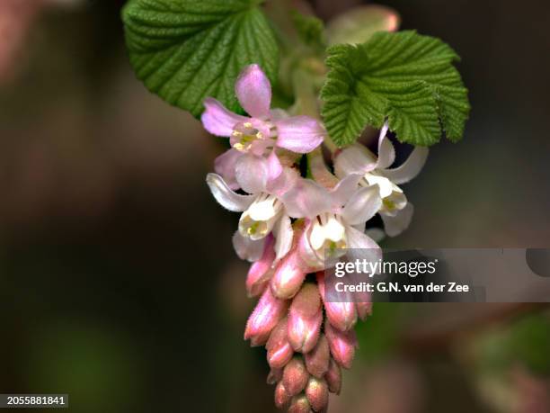 ribes sanguineum "amore" - amore stock pictures, royalty-free photos & images