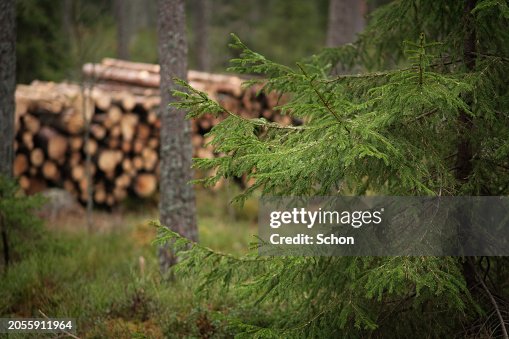 Close-up of a fir tree with a pile of timber in the background