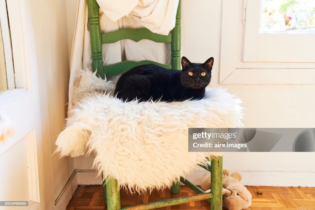 Side view of a black cat lying on a chair in a house looking at the camera without people around