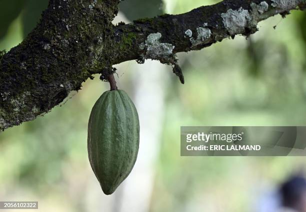 Cocoa beans pictured at a visit to a Cocoa plantation in Meagui, during a royal working visit to Ivory Coast, in San Pedro, Wednesday 06 March 2024....