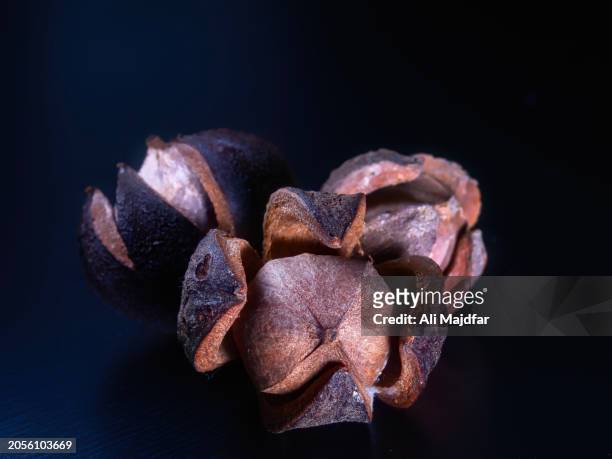 shagbarg hickory nut acorn - freshness icon stock pictures, royalty-free photos & images