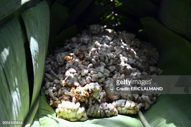 Cocoa beans pictured at a visit to a Cocoa plantation in Meagui, during a royal working visit to Ivory Coast, in San Pedro, Wednesday 06 March 2024....