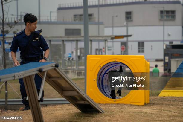 Hong Kong Customs Officer is running a training course with a Customs Dog during a media tour at the Hong Kong Customs Canine Force Base in Hong...