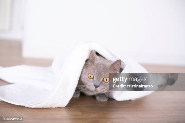 cat covered with a white towel - cristinairanzo stock pictures, royalty-free photos & images