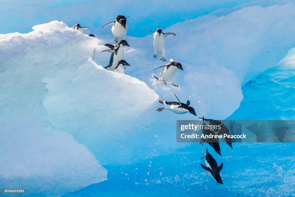 Pingüinos Adelia (Pygoscelis adeliae) saltando al océano desde un iceberg.