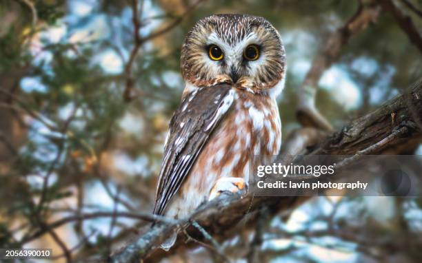saw whet owl in a tree - uil stockfoto's en -beelden