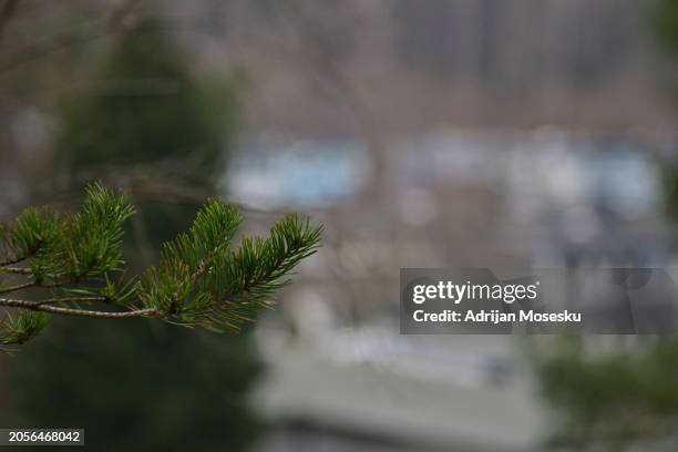 a detailed view of vibrant green pine needles, with a soft-focus suburban backdrop under an overcast sky - softfocus stock pictures, royalty-free photos & images