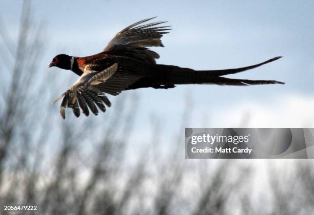 Pheasant flies past as members of the Neston Park Estate Shoot take part in the 'Beaters' shoot which marks the end of the driven-bird shooting...