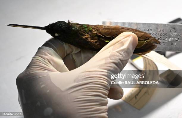 Biology student measures a hummingbird at the scientific research laboratory of the Institute of Natural Sciences at the National University in...