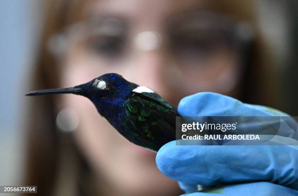 Biology student works with a hummingbird at the scientific research laboratory of the Institute of Natural Sciences at the National University in...