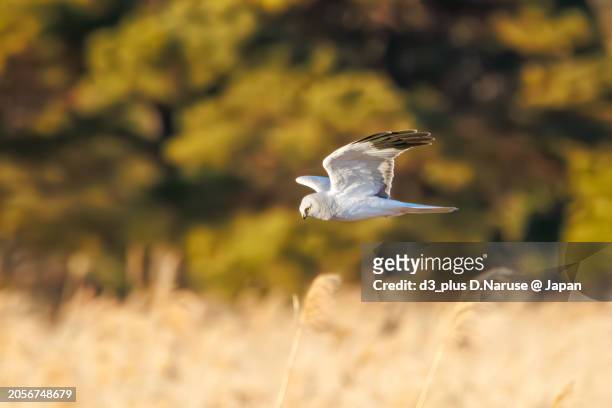 a beautiful northern harrier and eastern marsh harrier (circus cyaneus, circus spilonotus, family comprising hawks) returning to its nest in the evening.

at watarase retarding basin, tochigi, japan,
ramsar convention registered site.
photo by february 12 - 栃木県 stock-fotos und bilder