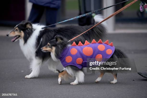 Dog arrive on the first day of CRUFTS Dog Show at NEC Arena on March 7, 2024 in Birmingham, England. Over 24,000 dogs from 220 different breeds take...