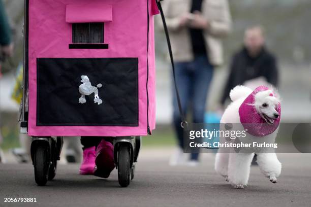 Dog is seen upon arrival on the first day of CRUFTS Dog Show at NEC Arena on March 7, 2024 in Birmingham, England. Over 24,000 dogs from 220...