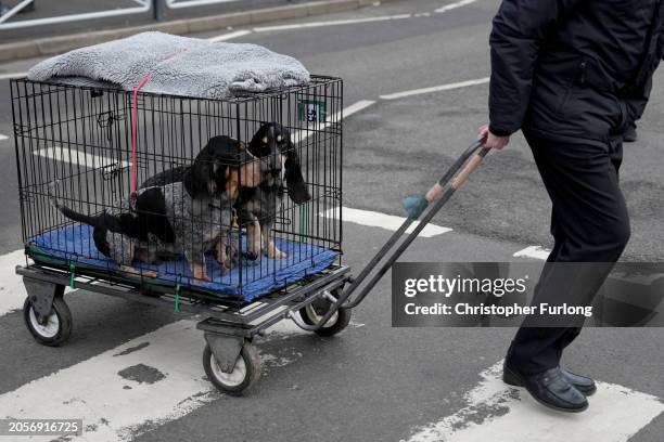Dogs and their owners arrive on the first day of CRUFTS Dog Show at NEC Arena on March 7, 2024 in Birmingham, England. Over 24,000 dogs from 220...