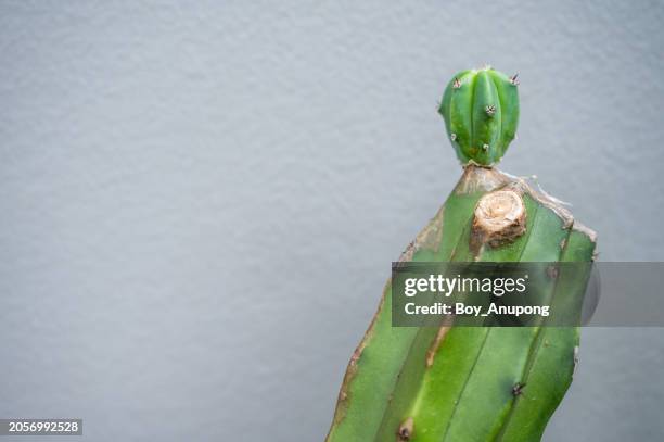 new stem growing from cutting wound of myrtillocactus. myrtillocactus geometrizans, also known as “blue myrtle”. - schnittwunde stock-fotos und bilder