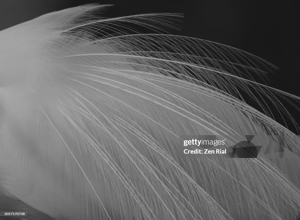 Details of a great egret's breeding plumage against black background
