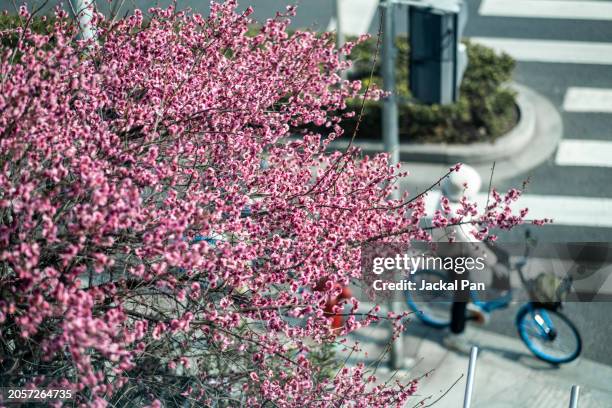 the season of plum blossoms blooming - active lifestyle icons stock pictures, royalty-free photos & images