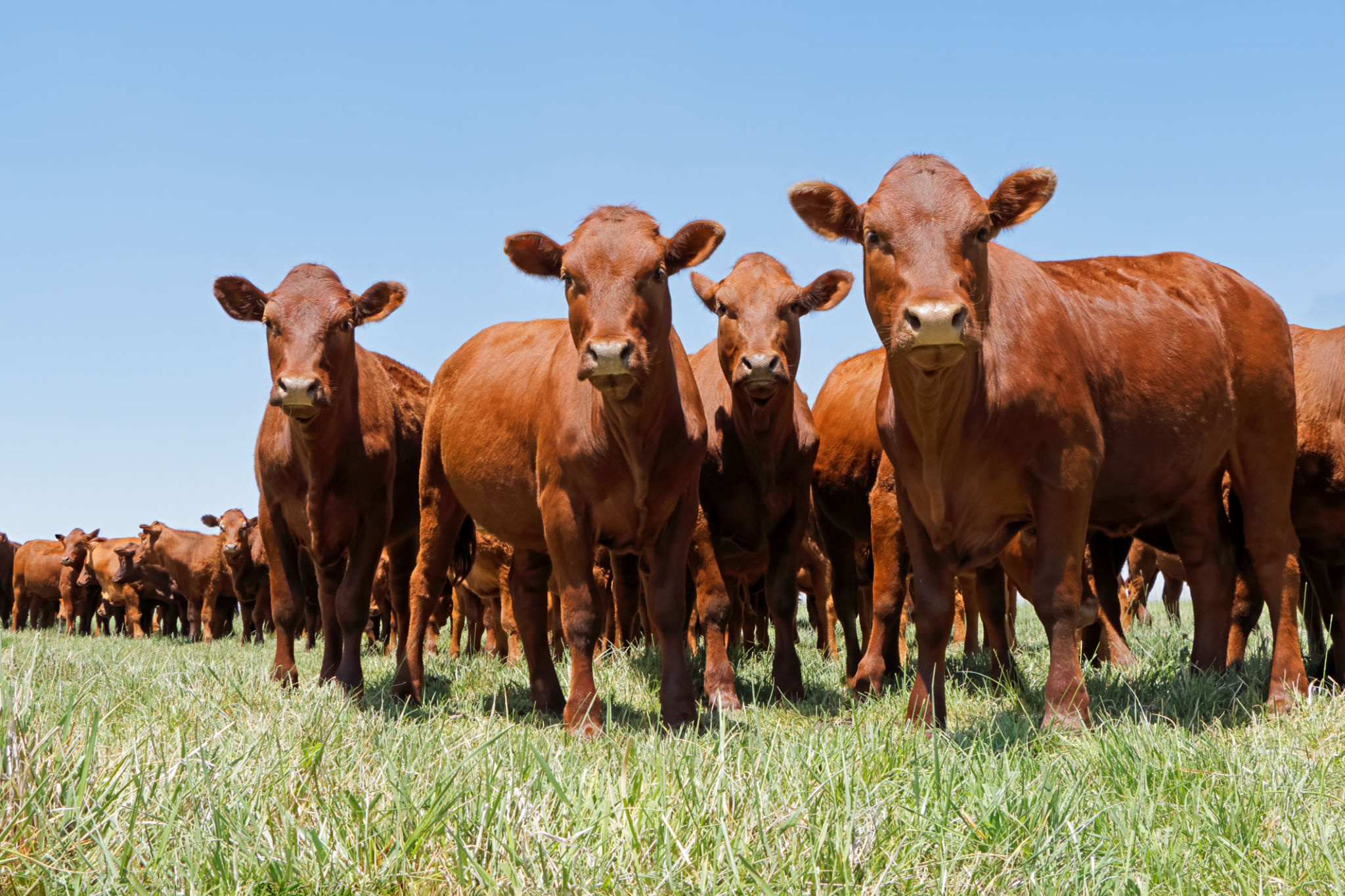 grass fed beef