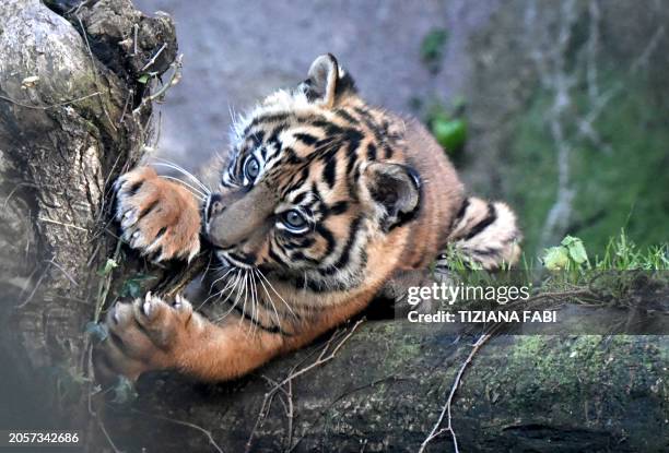 This photograph taken on March 7 shows a Sumatran Tiger cub named Kala, through a glass, at the Bioparco zoo , in Rome. The tiger cub was born on...