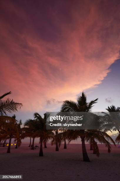 palm trees on the beach at sunset. - meeru island stockfoto's en -beelden