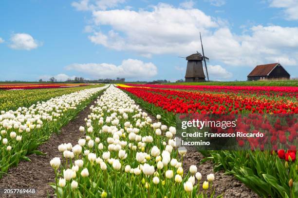 tulip fields and windmill at sunset - iacomino netherlands stock pictures, royalty-free photos & images