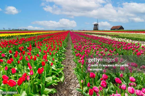 tulip fields and windmill at sunset - iacomino netherlands stock pictures, royalty-free photos & images