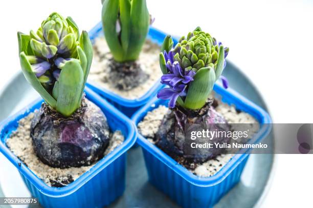 growing hyacinths, flower bulbs, garden at home. - hyacinth stock pictures, royalty-free photos & images