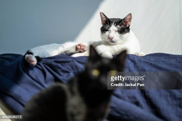 portrait of two cats - shanghaiface stock pictures, royalty-free photos & images