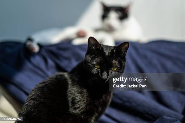 portrait of two cats - shanghaiface stock pictures, royalty-free photos & images