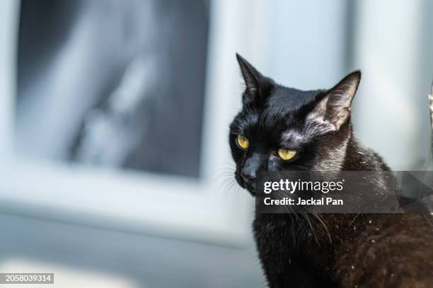 a black bombay cat - shanghaiface stock pictures, royalty-free photos & images