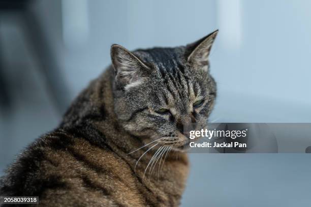 tabby cat - shanghaiface stock pictures, royalty-free photos & images