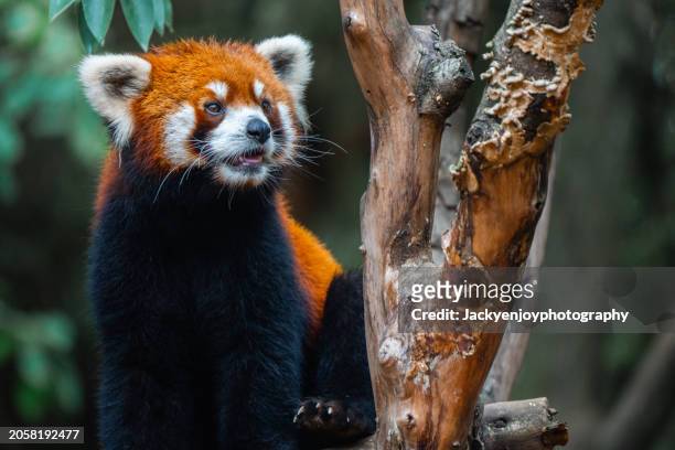 red panda bear portrait sitting atop a tree - micro zoo stock pictures, royalty-free photos & images