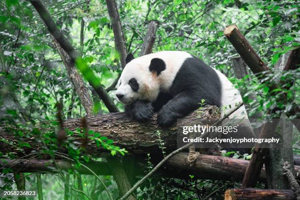 giant cute panda bear eating bamboo close up - réserve-sauvage photos et images de collection