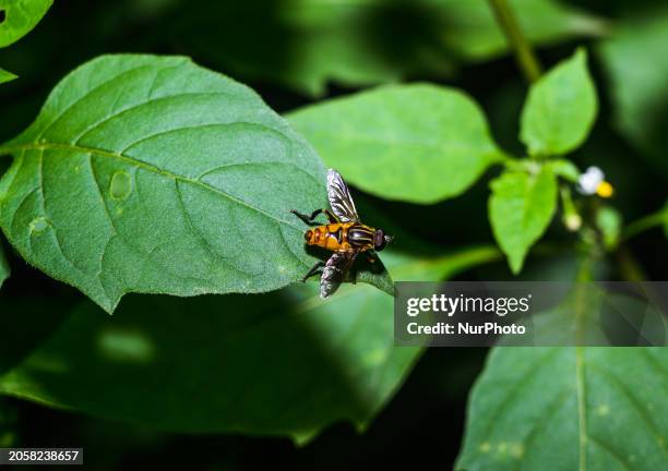 The wasp-mimicking hoverfly is bright yellow in color with black stripes and can be found in Australia, India, England, and the UK. There are three...