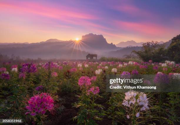 beautiful landscape mountain and flower at chiang mai,thailand - cidade de chiang mai imagens e fotografias de stock
