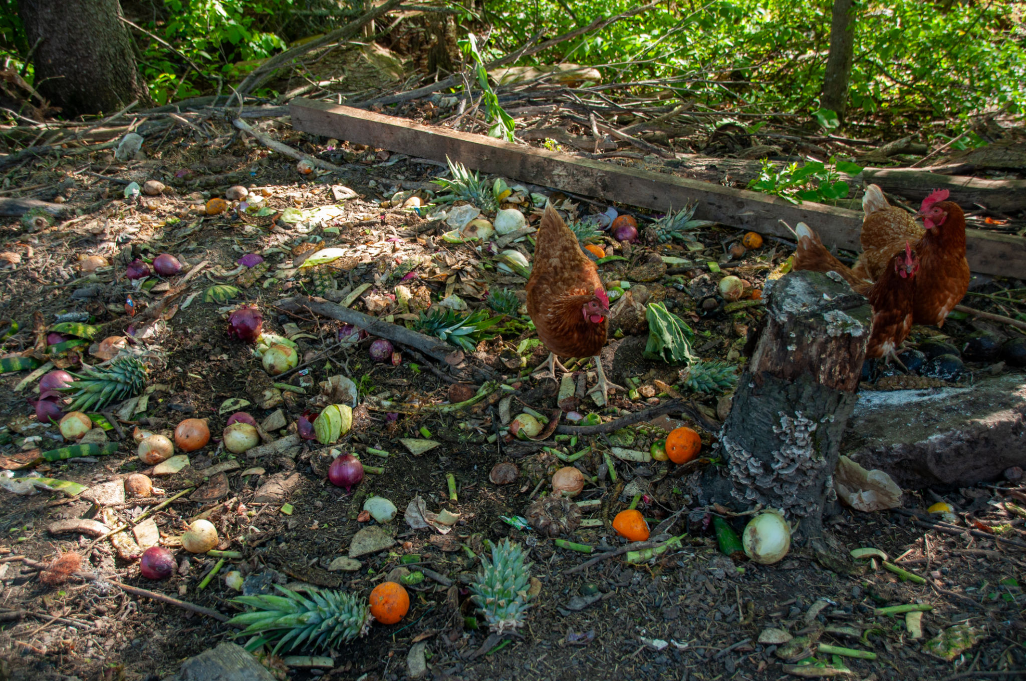 pet composting