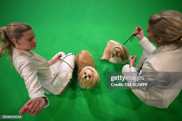 Shih Tzu judging during the Toy and Utility class on the first day of the Crufts dog show at the National Exhibition Centre in Birmingham, central...