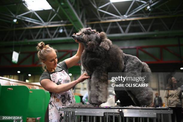 Standard Poodle is groomed ahead of an appearance in the Toy and Utility class on the first day of the Crufts dog show at the National Exhibition...