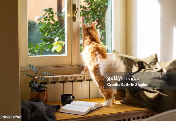 curious cat looking through window - neva masquerade stock pictures, royalty-free photos & images