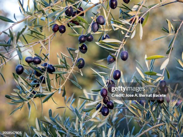 olive tree with black olives ready for harvesting. in the countryside. - oliva nera foto e immagini stock