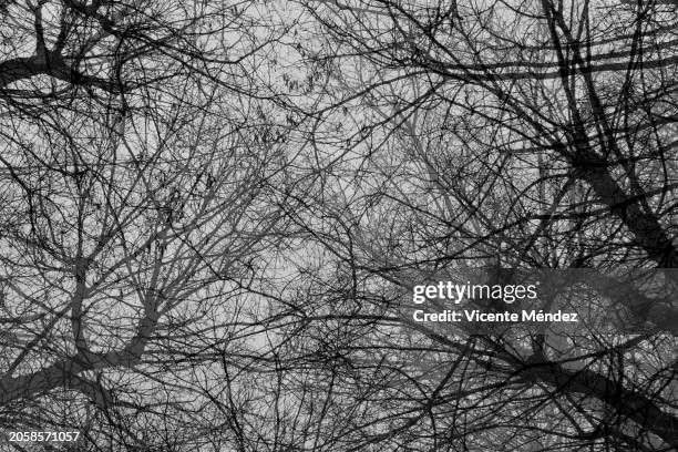 branches and bare trunks - black and white instant print stock pictures, royalty-free photos & images