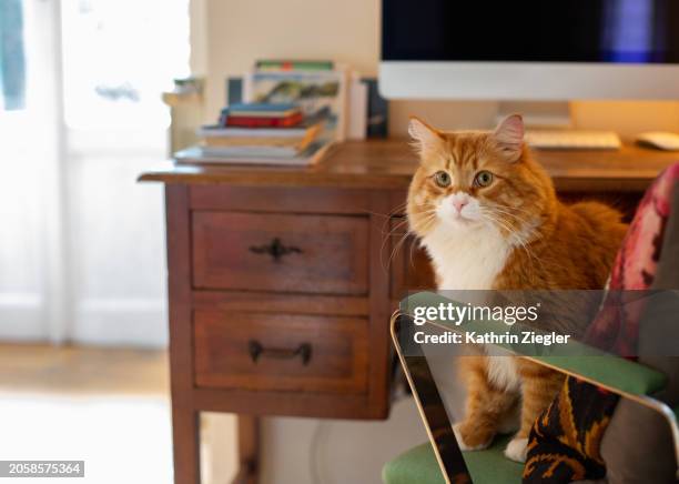 cute cat sitting in office chair - sibirisk katt bildbanksfoton och bilder