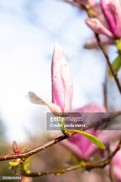pink magnolia tree - buds stock pictures, royalty-free photos & images