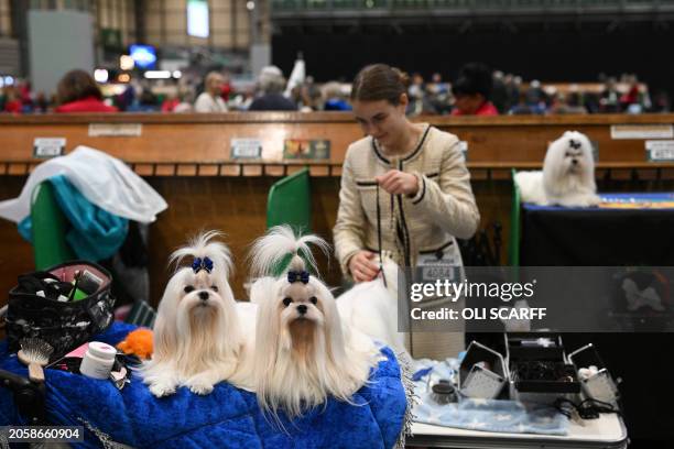 Maltese are prepared ahead of an appearance in the Toy and Utility class on the first day of the Crufts dog show at the National Exhibition Centre in...