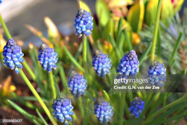 muscari  botryoides _  grape hyacint - muscari botryoides stock pictures, royalty-free photos & images