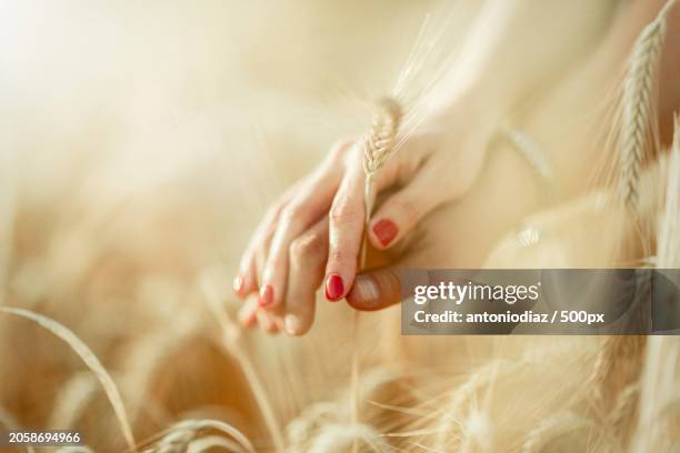 cropped hand of woman touching wheat,sevilla,spain - novio boda stockfoto's en -beelden